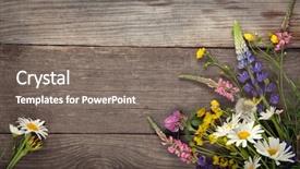  Presentation with thyme - Beautiful slides featuring dandelions thyme mint bells rape backdrop and a gray colored foreground