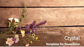  Presentation with thyme - Slides enhanced with dandelions thyme mint bells rape background and a tawny brown colored foreground