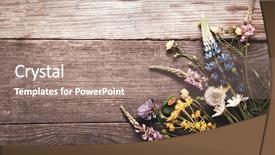  Presentation with flowers - Presentation consisting of dandelions thyme mint bells rape background and a coral colored foreground