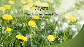  Presentation with beautiful flowers border floral design - Theme with dandellion - beautiful flowers on meadow background and a  colored foreground