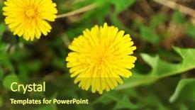  Presentation with meadow - Beautiful PPT theme featuring dandellions on the meadow closeup backdrop and a  colored foreground