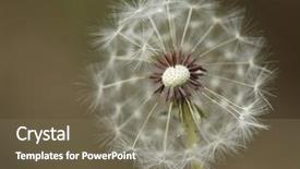 Presentation with extreme - Cool new presentation theme with dandilion partially blown away seeds backdrop and a  colored foreground