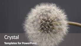  Presentation with abstract close up soap bubble - Slides featuring dandilion seeds - dandelion close up background and a gray colored foreground
