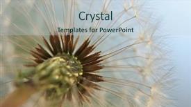  Presentation with dandelion - Presentation having dandilion seeds - dandelion macro with narrow depth background and a lemonade colored foreground