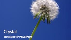  Presentation with sky blue - Amazing PPT theme having dandilion seeds - dandelion with blue sky background backdrop and a  colored foreground
