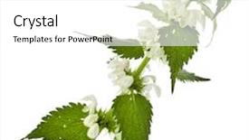  Presentation with nettle - Cool new slides with dandruff - nettle flowering isolated on white backdrop and a white colored foreground