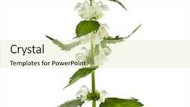  Presentation with nettle - Slide deck having dandruff - nettle flowering lamium album isolated background and a soft green colored foreground