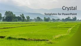  Presentation with rice paddy - PPT theme with dang valley in terai nepal background and a lemonade colored foreground