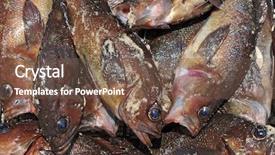  Presentation with marine - Beautiful presentation theme featuring dead marine rockfishes backdrop and a violet colored foreground