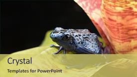  Presentation with extinction - Amazing slide set having danger of extinction pet amphibian backdrop and a yellow colored foreground