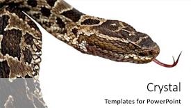  Presentation with poison - Beautiful slides featuring dangerous animal poison snake venom backdrop and a white colored foreground