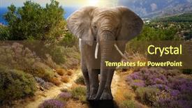  Presentation with elephant - Beautiful presentation theme featuring dangerous animals - elephant walking on the road backdrop and a tawny brown colored foreground