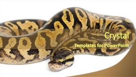  Presentation with python - Audience pleasing slides consisting of dangerous animals - female pastel calico python royal backdrop and a tawny brown colored foreground
