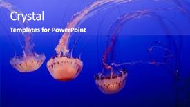  Presentation with jellyfish - Beautiful presentation theme featuring dangerous animals - glowing jellyfish in an aquarium backdrop and a cobalt blue colored foreground