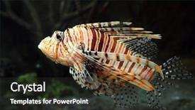  Presentation with close up puff pastry - Theme consisting of dangerous animals - lionfish zebrafish underwater close-up background and a tawny brown colored foreground