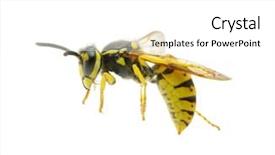  Presentation with brown sugar isolated on white - PPT theme with dangerous animals - wasp isolated on white background background and a white colored foreground