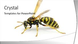  Presentation with frames isolated on white brown - PPT theme enhanced with dangerous animals - wasp isolated on white background background and a white colored foreground