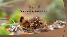  Presentation with wolf - Audience pleasing presentation design consisting of dangerous-creepy-wolf-spider-lycosa backdrop and a coral colored foreground