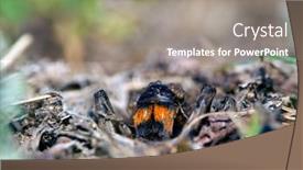  Presentation with wolf - Presentation theme featuring dangerous-creepy-wolf-spider-lycosa background and a gray colored foreground