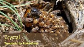  Presentation with wolf - Cool new presentation theme with dangerous-creepy-wolf-spider-lycosa backdrop and a tawny brown colored foreground