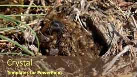  Presentation with wolf - Theme enhanced with dangerous-creepy-wolf-spider-lycosa background and a tawny brown colored foreground