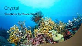  Presentation with plankton - Amazing PPT theme having dangerous-fire-coral-lines backdrop and a white colored foreground