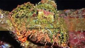  Presentation with fish - Cool new theme with dangerous-fish-scorpionfish-close-up backdrop and a gold colored foreground