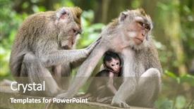  Presentation with ubud bali indonesia sep 5 - PPT theme consisting of dangerous goods - rhesus macaque monkeys family background and a violet colored foreground