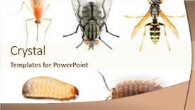  Presentation with vehicles - Presentation theme with dangerous pests vehicles of infection background and a cream colored foreground