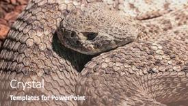  Presentation with terrarium miniature botanical horticulture grow - Beautiful presentation theme featuring dangerous-snake-in-terrarium backdrop and a coral colored foreground
