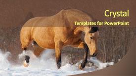  Presentation with gmo free meat - Beautiful theme featuring dapple chestnut free mustang trotting backdrop and a tawny brown colored foreground