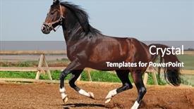  Presentation with stallion - Slide deck consisting of dapple-chestnut stallion background and a tawny brown colored foreground