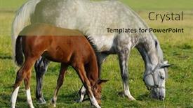  Presentation with foal - Beautiful PPT theme featuring dapple-gray mare and bay foal backdrop and a yellow colored foreground