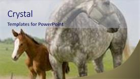  Presentation with foal - Presentation consisting of dapple-gray mare and bay foal in field background and a lemonade colored foreground