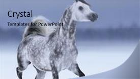  Presentation with horse - Amazing slide deck having dapple-grey arabian horse in motion on snow field backdrop and a light blue colored foreground