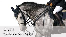  Presentation with white horse - PPT theme having dapple-grey-horse-isolated background and a light gray colored foreground