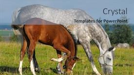  Presentation with foal - Theme with dapple-grey mare and bay foal in field background and a light blue colored foreground