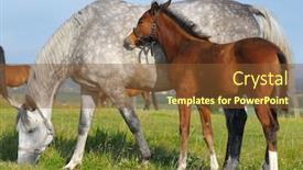  Presentation with foal - Colorful PPT layouts enhanced with dapple-grey mare and bay foal in field backdrop and a tawny brown colored foreground