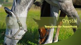  Presentation with foal - Presentation having dapple-grey mare and bay foal in field background and a tawny brown colored foreground