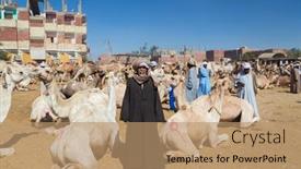  Presentation with camel - 