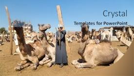  Presentation with camel - 