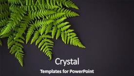  Presentation with dark green - Beautiful presentation design featuring dark background - flowers and plant backdrop and a dark gray colored foreground