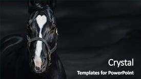  Presentation with horse - Colorful presentation theme enhanced with dark background unigue and rare backdrop and a black colored foreground