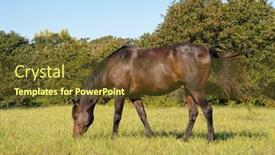  Presentation with sunny fall - Audience pleasing slide set consisting of dark bay arabian horse grazing in a sunny fall pasture backdrop and a tawny brown colored foreground