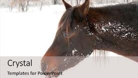  Presentation with snow day - Beautiful slides featuring dark bay arabian horse licking backdrop and a light gray colored foreground