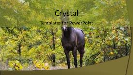  Presentation with looking up at trees from ground - Presentation theme having dark bay arabian horse looking background and a gold colored foreground