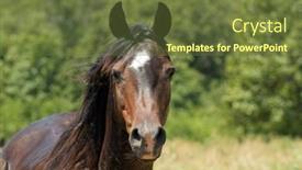  Presentation with horse head - Slides featuring dark-bay-arabian-horse-looking background and a tawny brown colored foreground