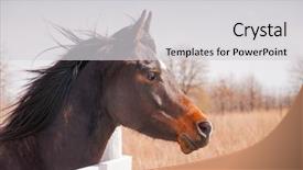  Presentation with white horse - Colorful theme enhanced with dark bay arabian horse looking backdrop and a light gray colored foreground