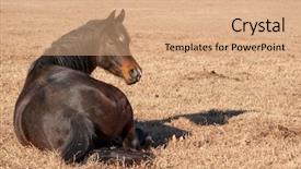  Presentation with grass dark - Cool new presentation design with dark bay arabian horse resting backdrop and a coral colored foreground