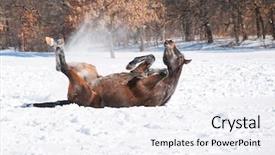  Presentation with warrior horse - Beautiful presentation theme featuring dark bay arabian horse rolling backdrop and a sky blue colored foreground